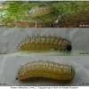 tom callimachus larva2 volg